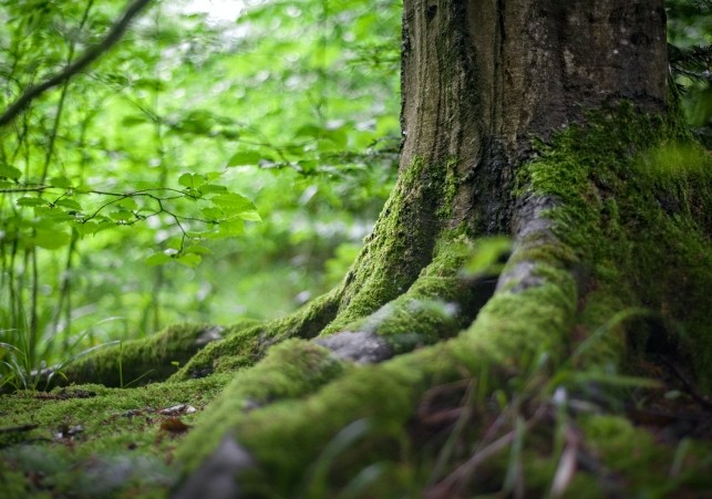 puszcza bialowieska 2023